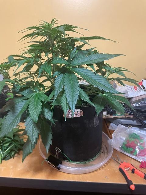 FastBud 3 Strains. Week 6