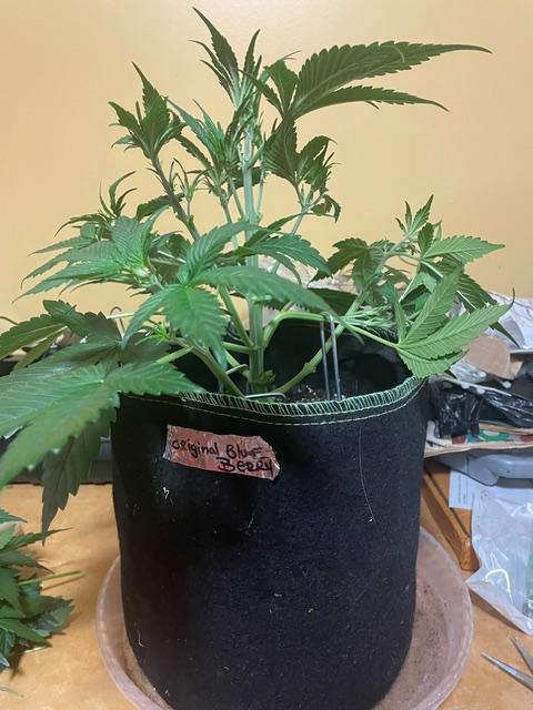 FastBud 3 Strains. Week 6