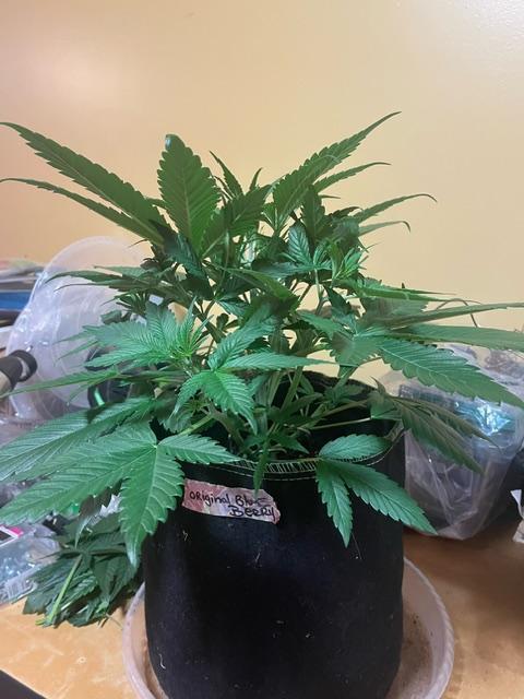 FastBud 3 Strains. Week 6