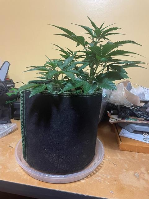 FastBud 3 Strains. Week 6