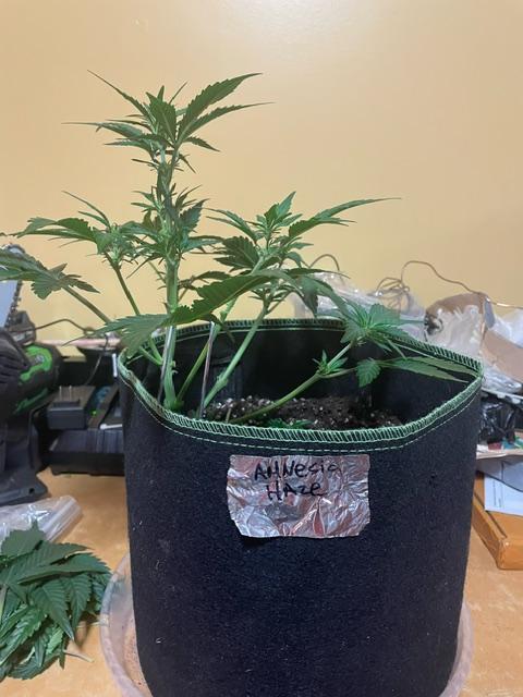 FastBud 3 Strains. Week 6