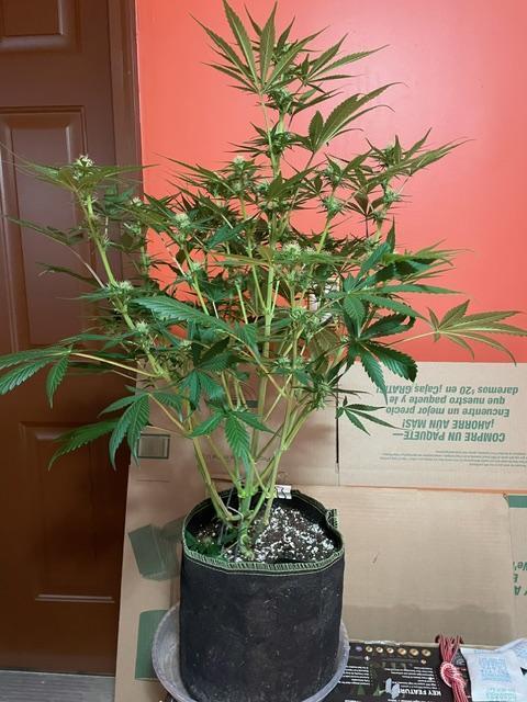 FastBud 3 Strains. Week 7 - Amnesia haze