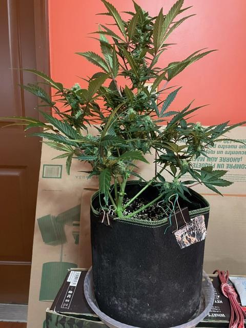 FastBud 3 Strains. Week 7 - Original Blueberry