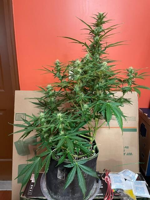 FastBud 3 Strains. Week 7 - Orange Sherbet