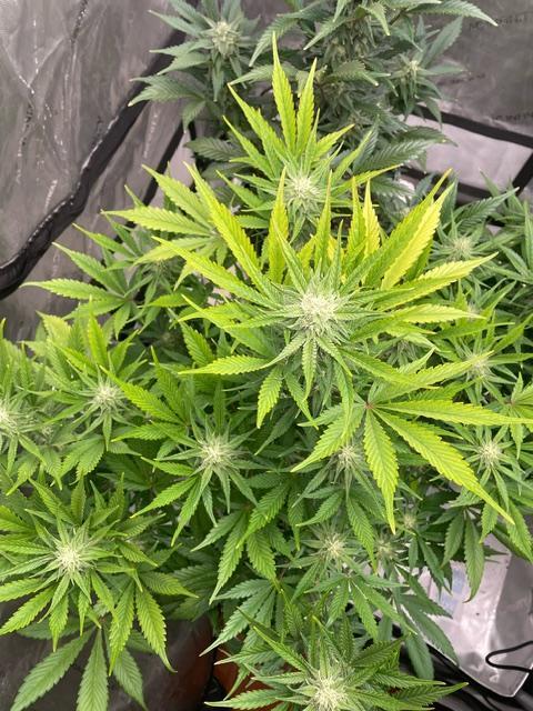 FastBud 3 Strains. Week 8