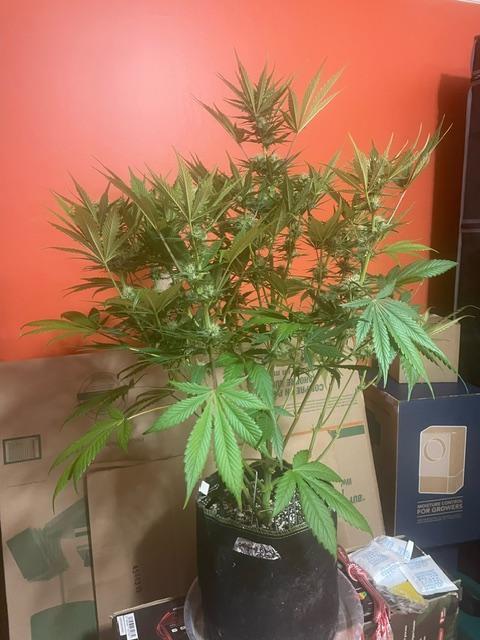 FastBud 3 Strains. Week 8