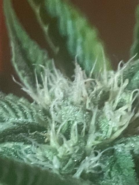 FastBud 3 Strains. Week 8
