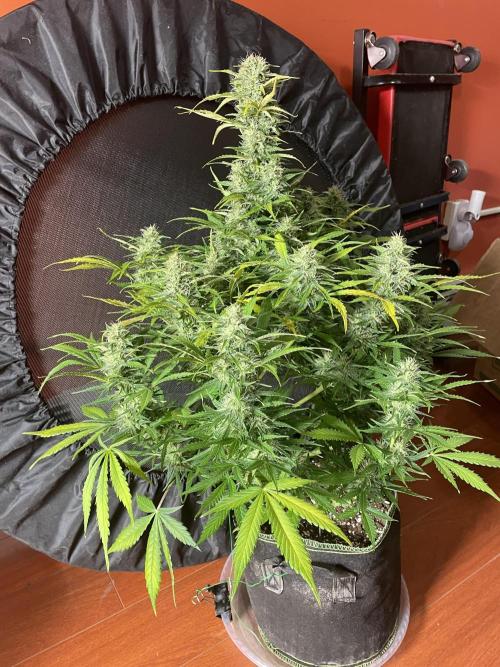FastBud 3 Strains. Week 9