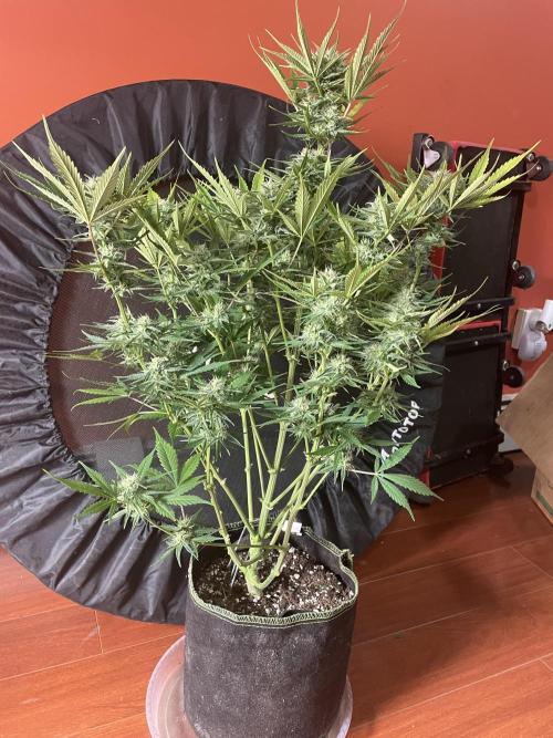 FastBud 3 Strains. Week 9