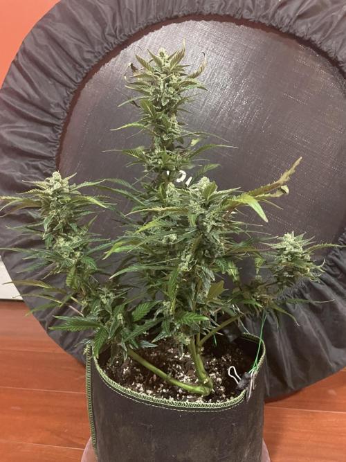 FastBud 3 Strains. Week 9