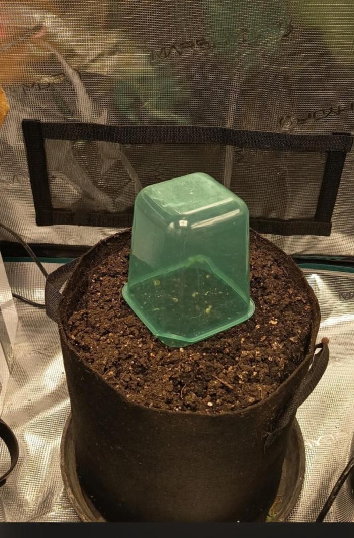 Diablo rojo-Sweet Seeds. Week 1