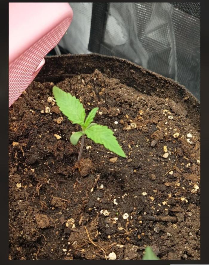 Diablo rojo-Sweet Seeds. Week 2 - Alles super 👍