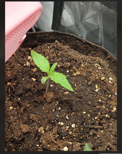 Diablo Rojo XL Auto. Week 2