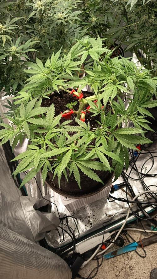 Diablo rojo-Sweet Seeds. Week 7