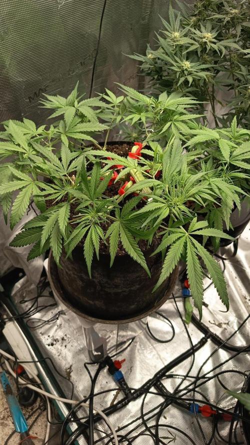 Diablo rojo-Sweet Seeds. Week 7