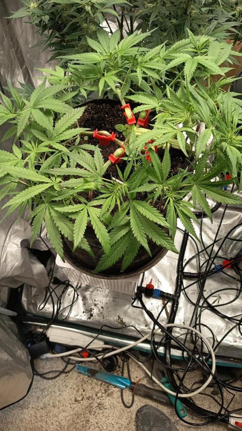 Diablo rojo-Sweet Seeds. Week 7