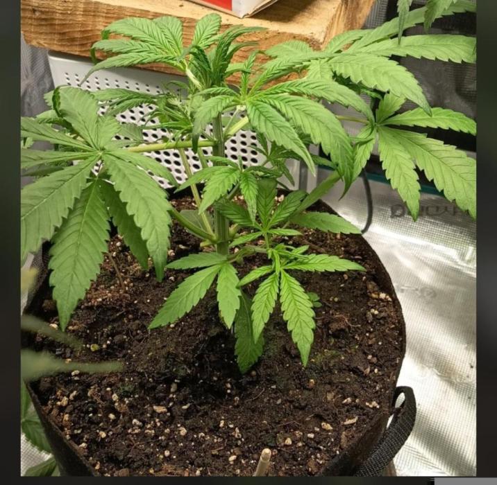 Diablo rojo-Sweet Seeds. Week 5