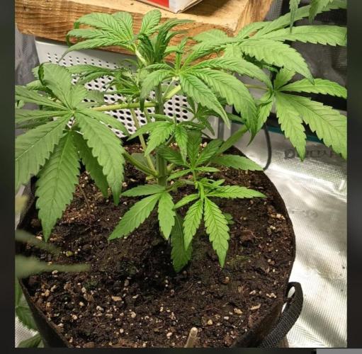 Diablo Rojo XL Auto. Week 5