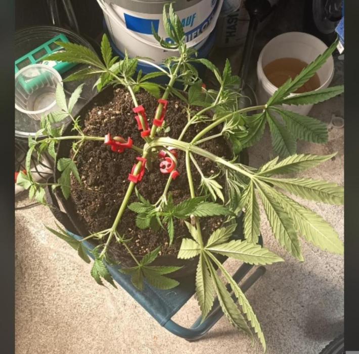 Diablo rojo-Sweet Seeds. Week 6