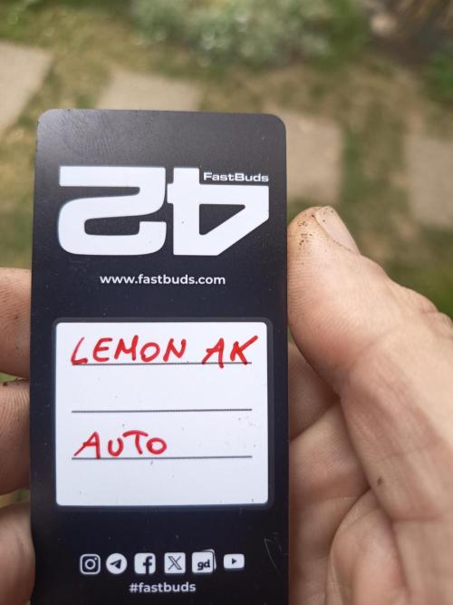 Lemon AK Auto. Week 0