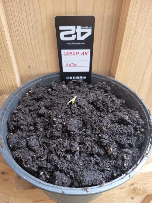 Lemon AK Auto. Week 0
