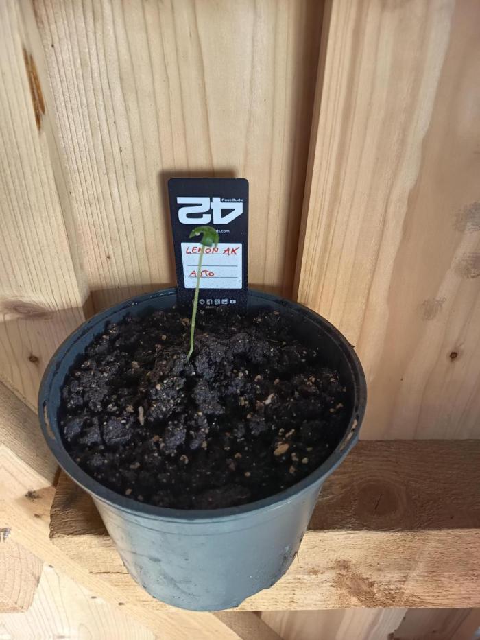 Lemon AK Auto. Week 1