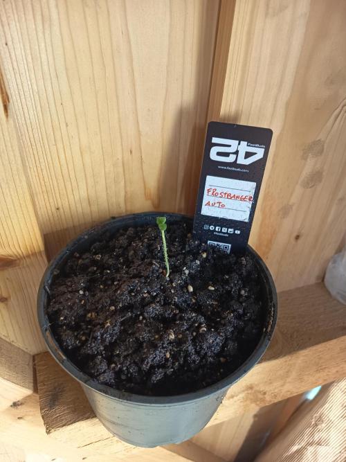 Frostbanger Auto. Week 1