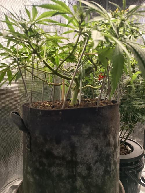 Diablo rojo-Sweet Seeds. Week 8