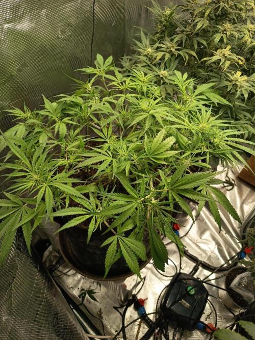 Diablo rojo-Sweet Seeds. Week 8