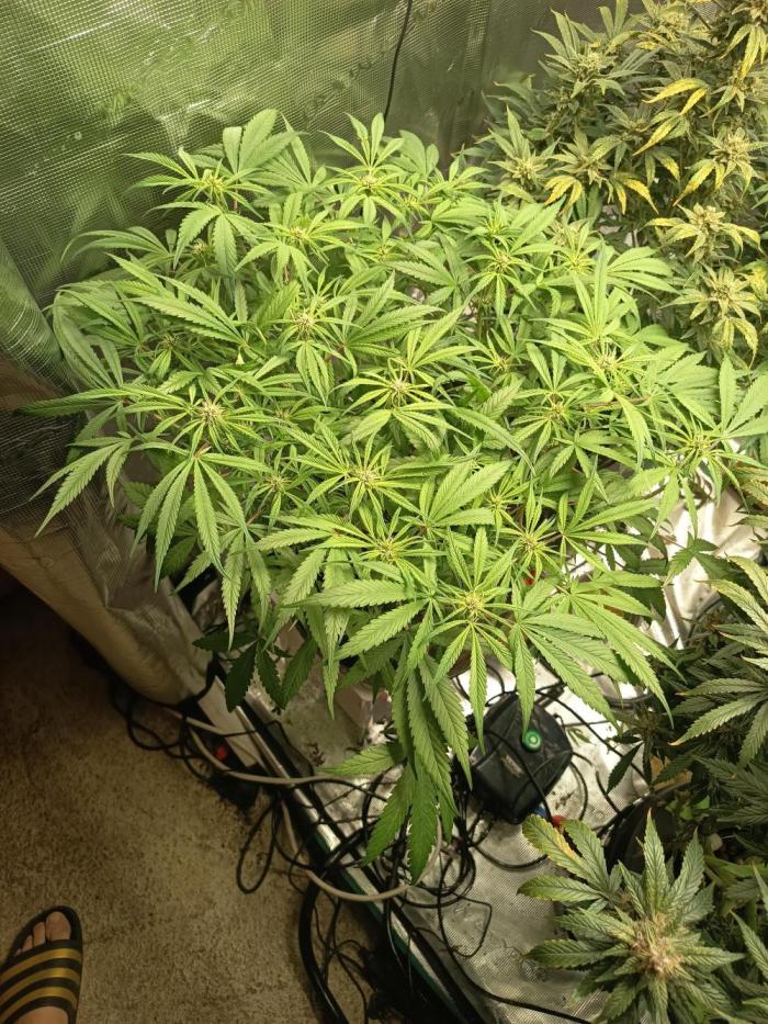 Diablo rojo-Sweet Seeds. Week 9