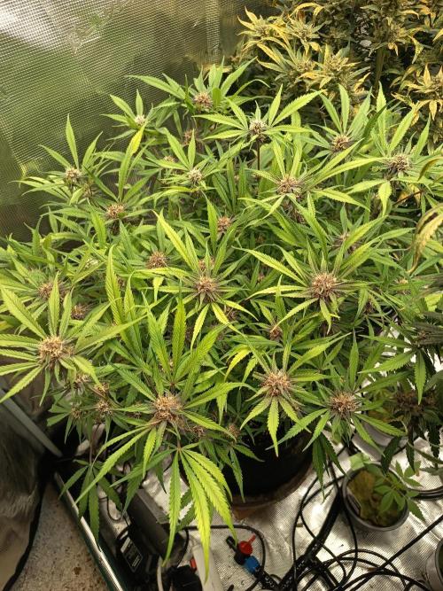 Diablo Rojo XL Auto. Week 11