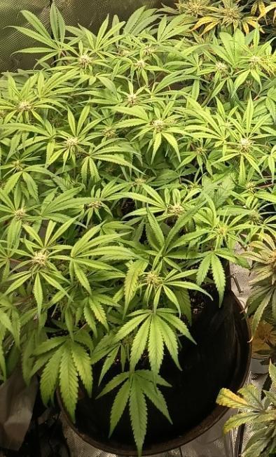 Diablo rojo-Sweet Seeds. Week 10