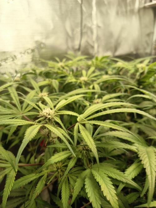 Diablo rojo-Sweet Seeds. Week 10