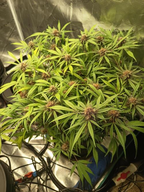 Diablo rojo-Sweet Seeds. Week 12