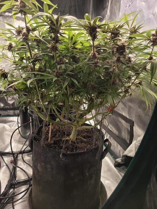 Diablo rojo-Sweet Seeds. Week 12