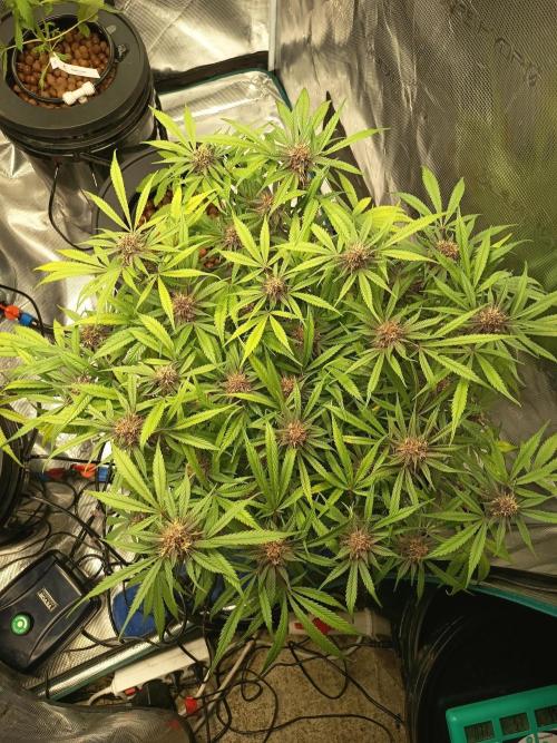 Diablo rojo-Sweet Seeds. Week 12
