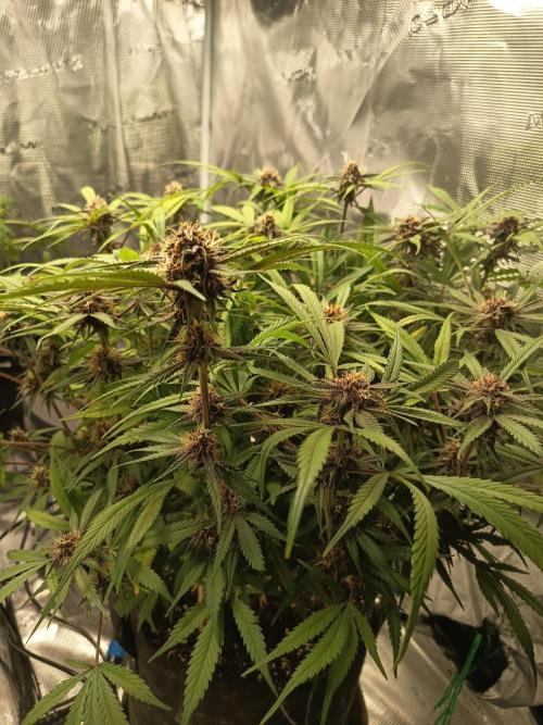 Diablo rojo-Sweet Seeds. Week 12