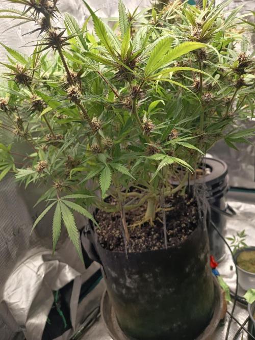 Diablo rojo-Sweet Seeds. Week 11