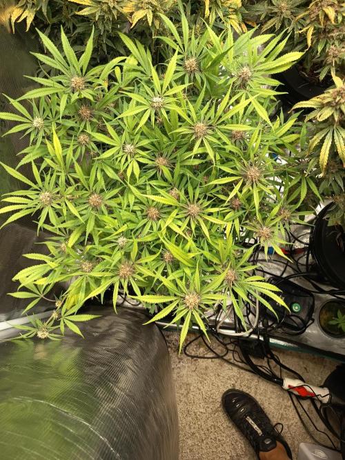Diablo rojo-Sweet Seeds. Week 11