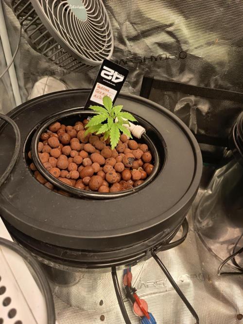 Tropicana Cookies Auto. Week 4