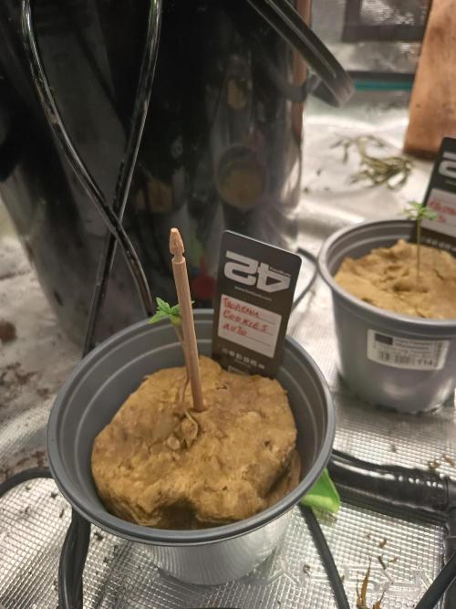 Tropicana Cookies Auto. Week 2