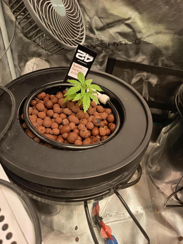Tropicana Cookies Auto. Week 4