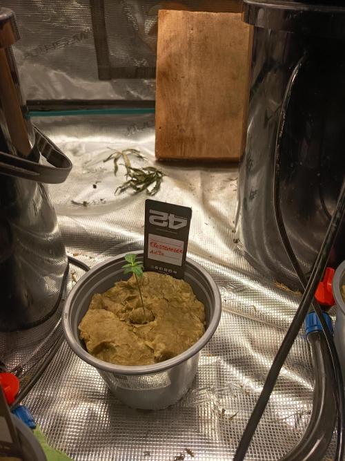 Frostbanger Auto. Week 2