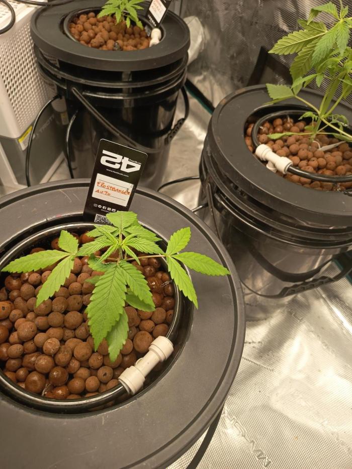 Frostbanger F4 Auto. Week 4