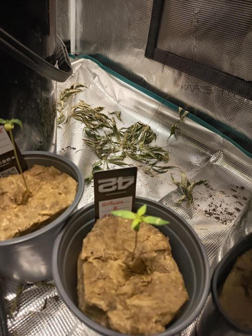 Gorilla Z Auto. Week 2