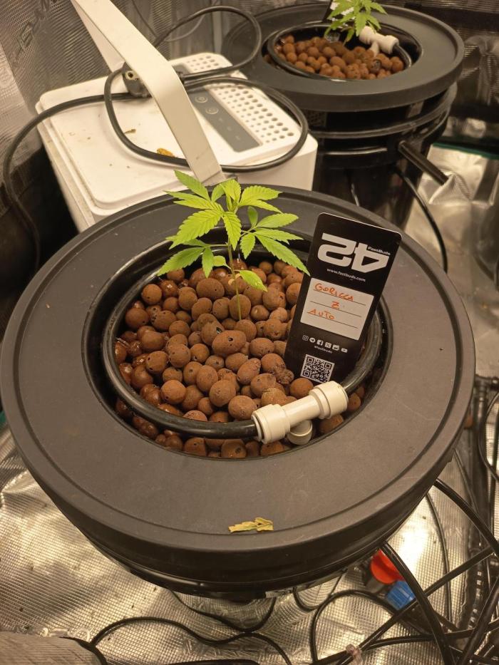 Gorilla Z Auto. Week 4