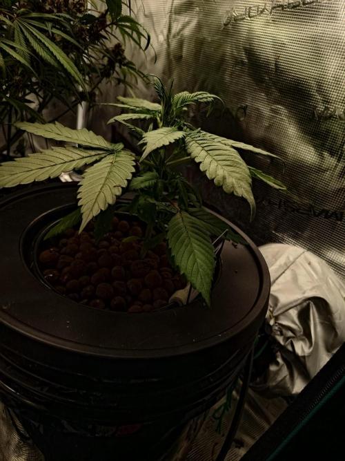 Frostbanger Auto. Week 5