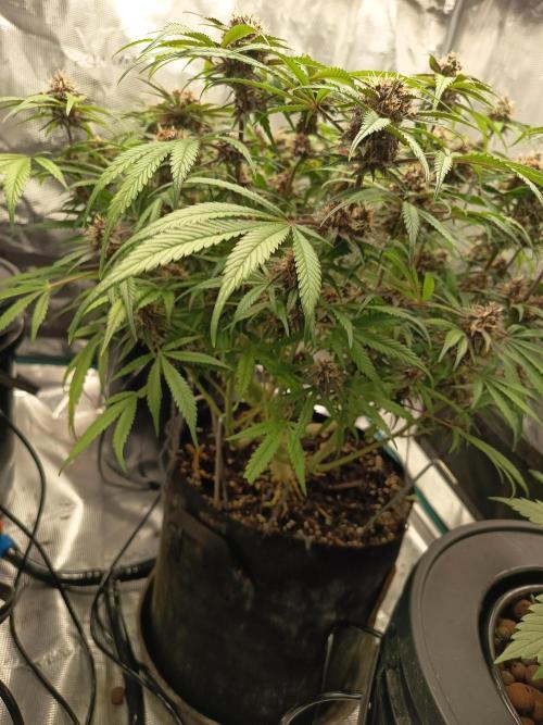 Diablo rojo-Sweet Seeds. Week 13