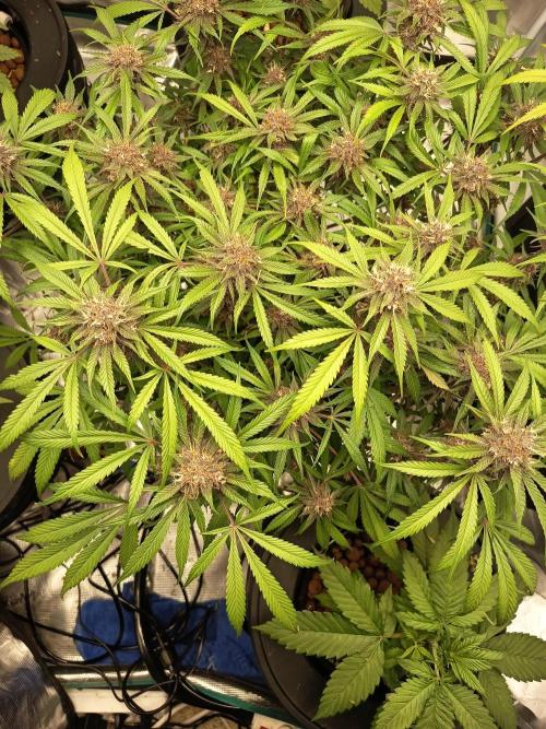 Diablo rojo-Sweet Seeds. Week 13