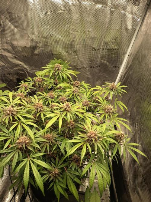 Diablo rojo-Sweet Seeds. Week 13